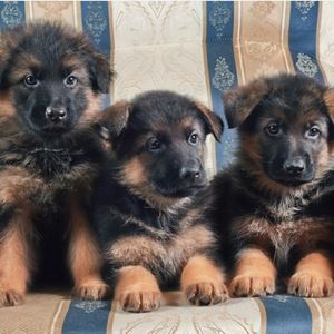 Meet your Posher, Elsa cabana